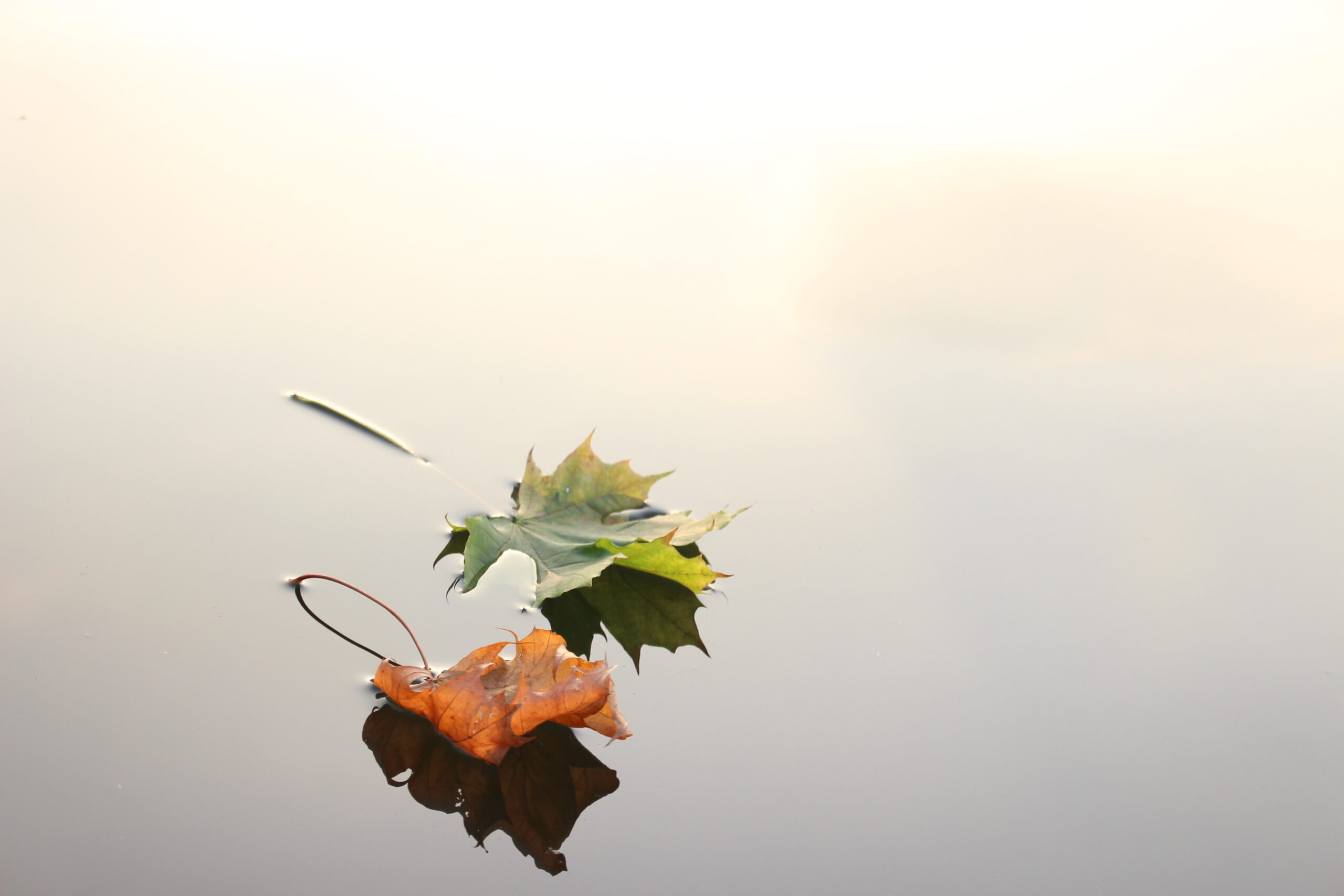 Two floating leaves, one green and one brown, on a calm water surface.