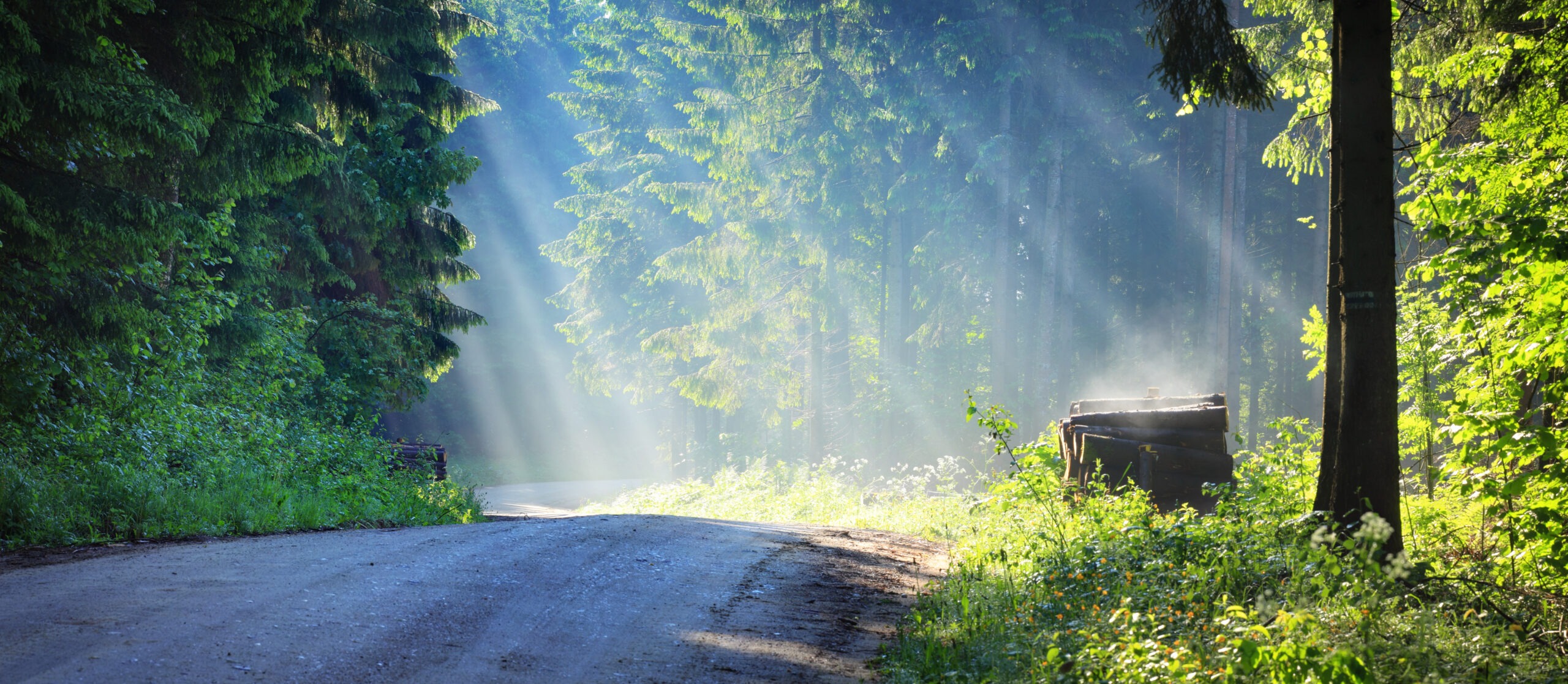 Sun beams in a misty forest.