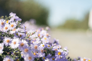 Cluster of lavender flowers with yellow centers in focus against a blurred outdoor background.