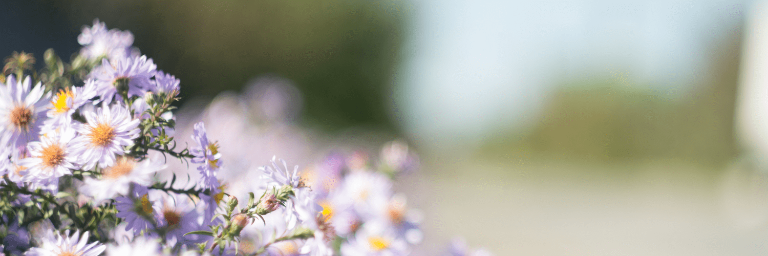 Cluster of lavender flowers with yellow centers in focus against a blurred outdoor background.